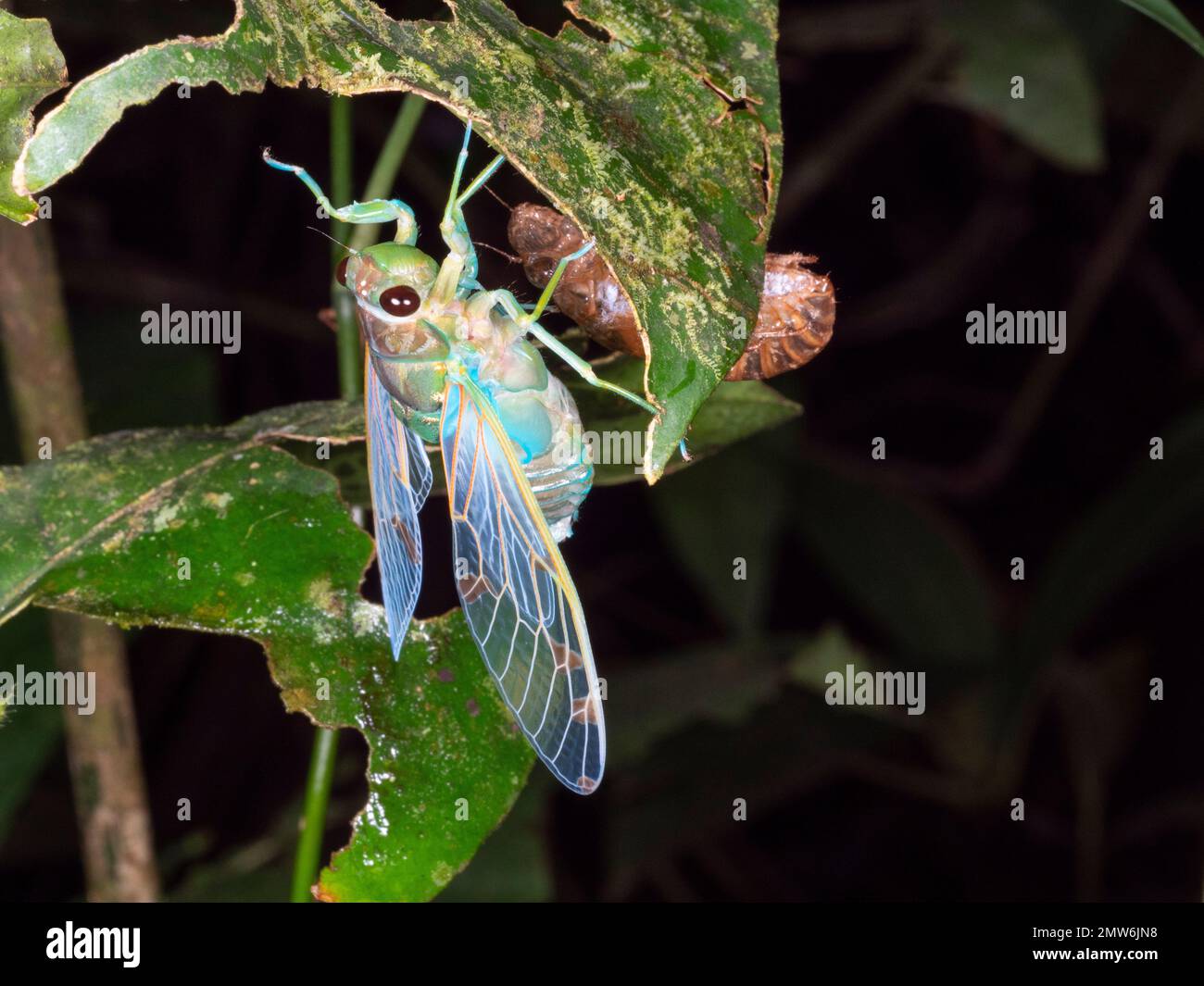 Cicada adulta emergiendo de su piel larval por la noche en la selva tropical, provincia de Orellana, Ecuador Foto de stock