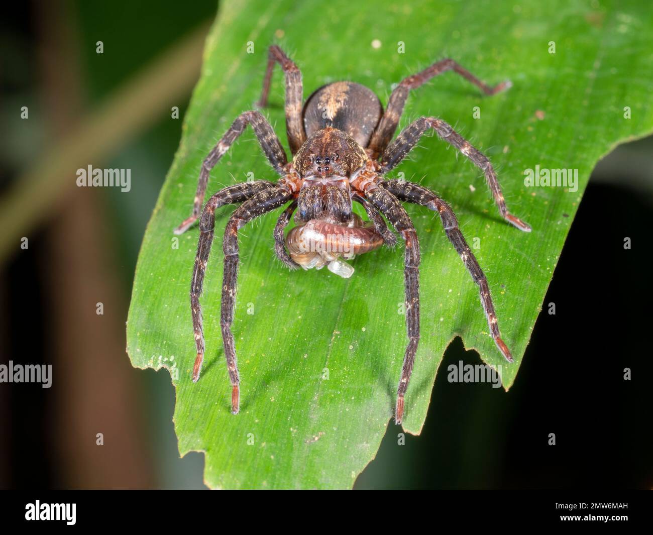 Araña Errante (Ctenidae) alimentándose de un milpiés en la selva tropical, provincia de Orellana, Ecuador Foto de stock