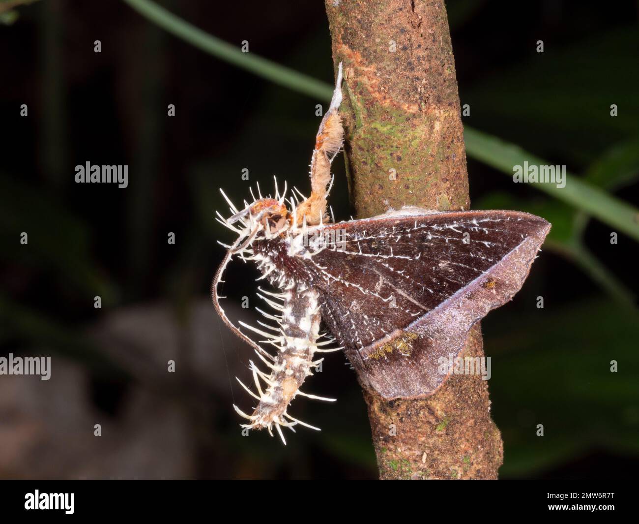 Hongo Cordyceps infectando una polilla en el sotobosque de la selva tropical, provincia de Orellana, Ecuador Foto de stock