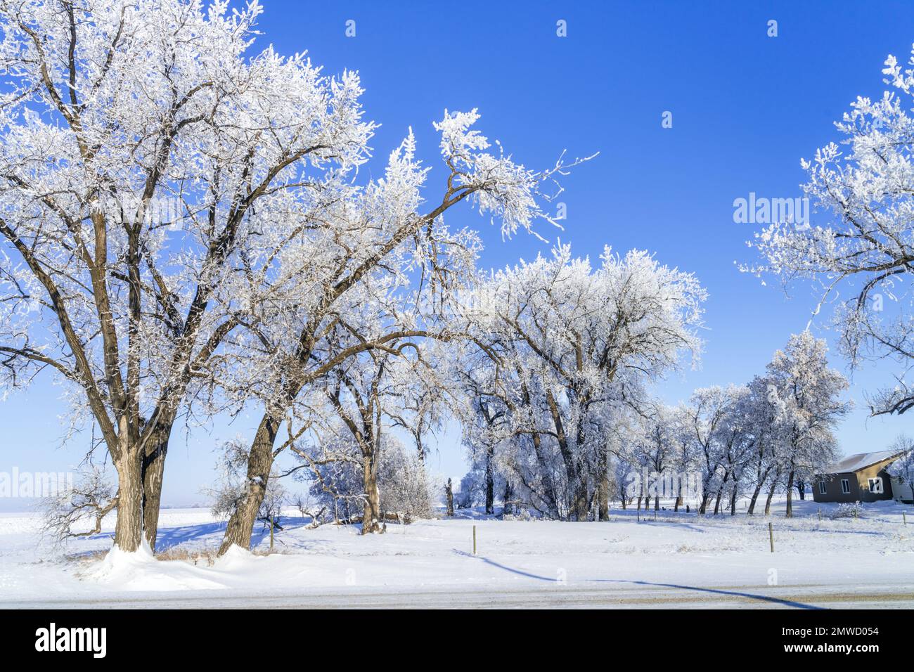 Escarcha de hoar de invierno en los árboles cerca de Plum Coulee, Manitoba, Canadá. Foto de stock