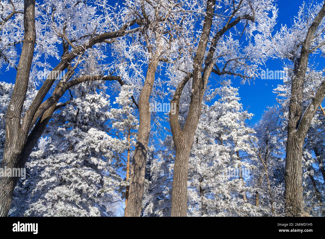 Escarcha de hoar de invierno en los árboles cerca de Plum Coulee, Manitoba, Canadá. Foto de stock