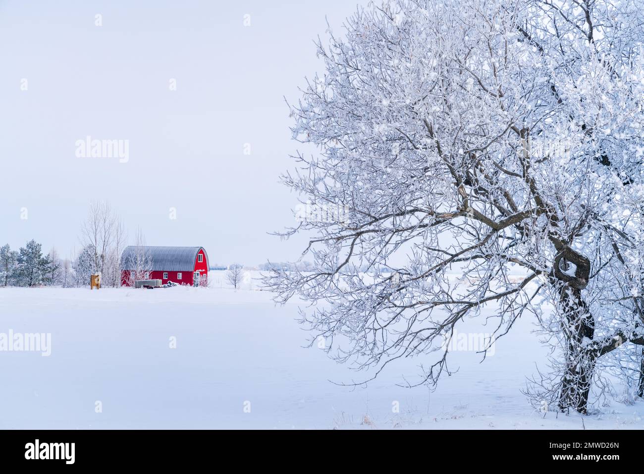 Una escena de invierno con granero rojo y escarcha de hoar en los árboles cerca de Neubergthal, Manitoba, Canadá. Foto de stock