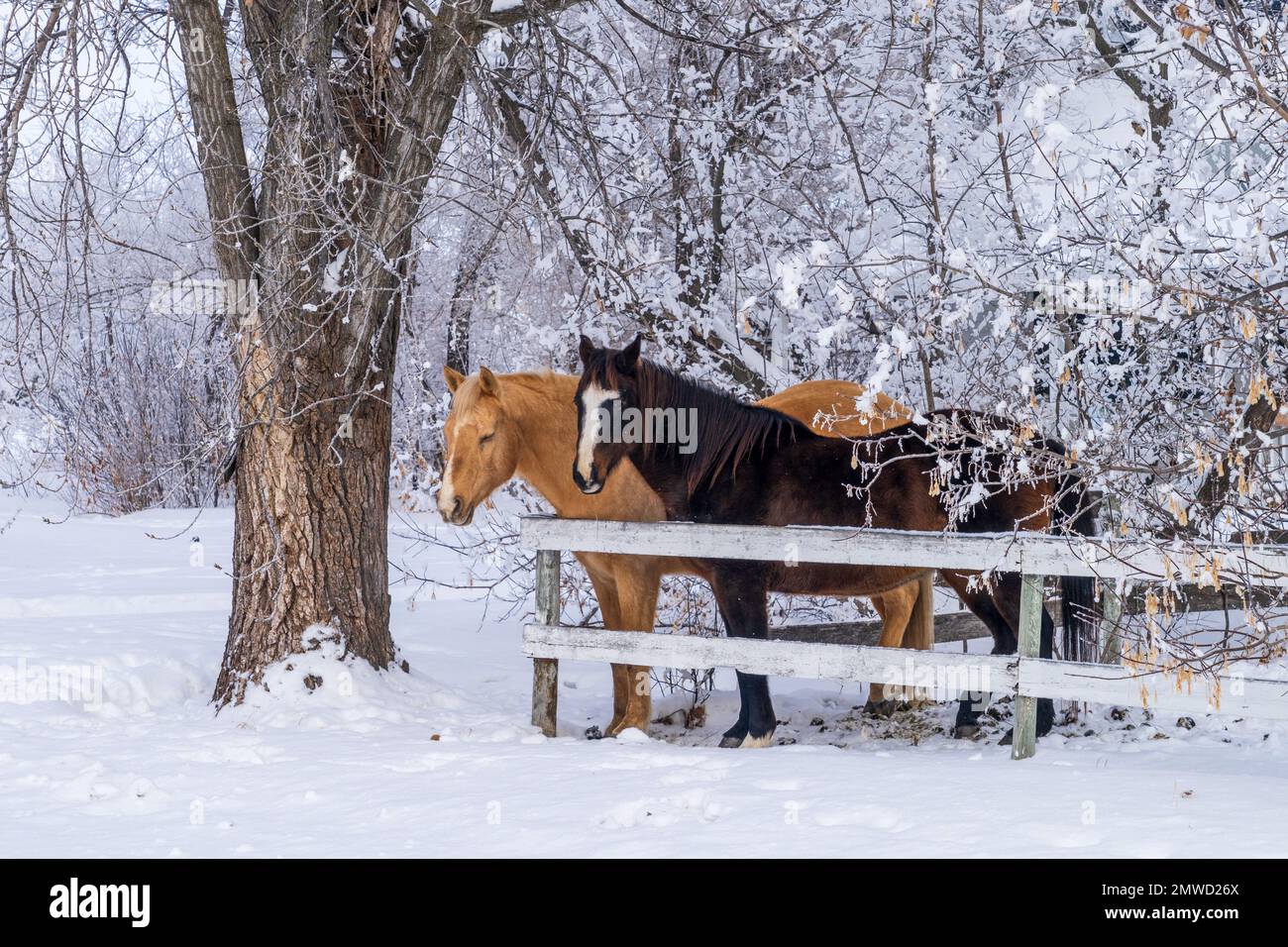 Caballos detrás de una valla en invierno en una granja en Sommerfeld, Manitoba, Canadá. Foto de stock