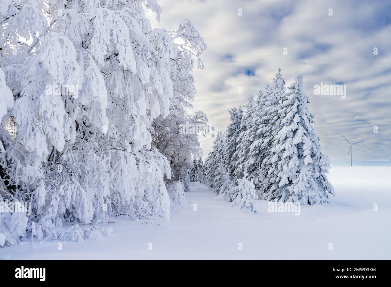 Los árboles cubiertos de invierno hoar heladas cerca del pueblo de St. Leon, Manitoba, Canadá. Foto de stock