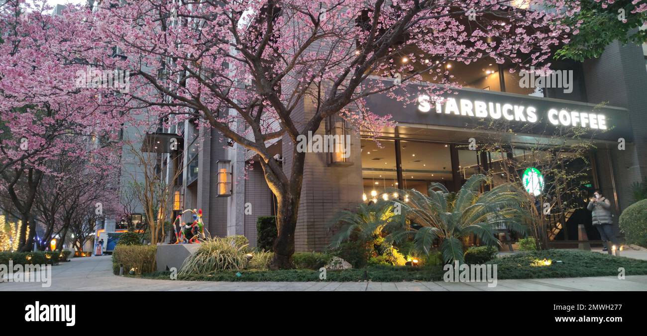 linkou, Taiwán - 1 de febrero de 2023 : Starbucks en Linko, Nueva Ciudad de Taipei, Taiwán durante la primavera con el árbol de sakura en flor. Foto de stock