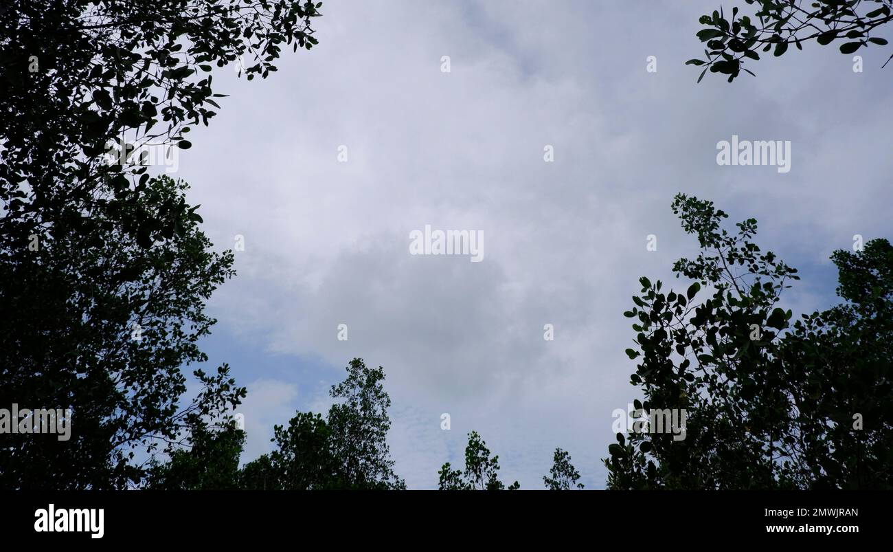 Silueta de los árboles de Avicennia Marina con cielo nublado claro, en