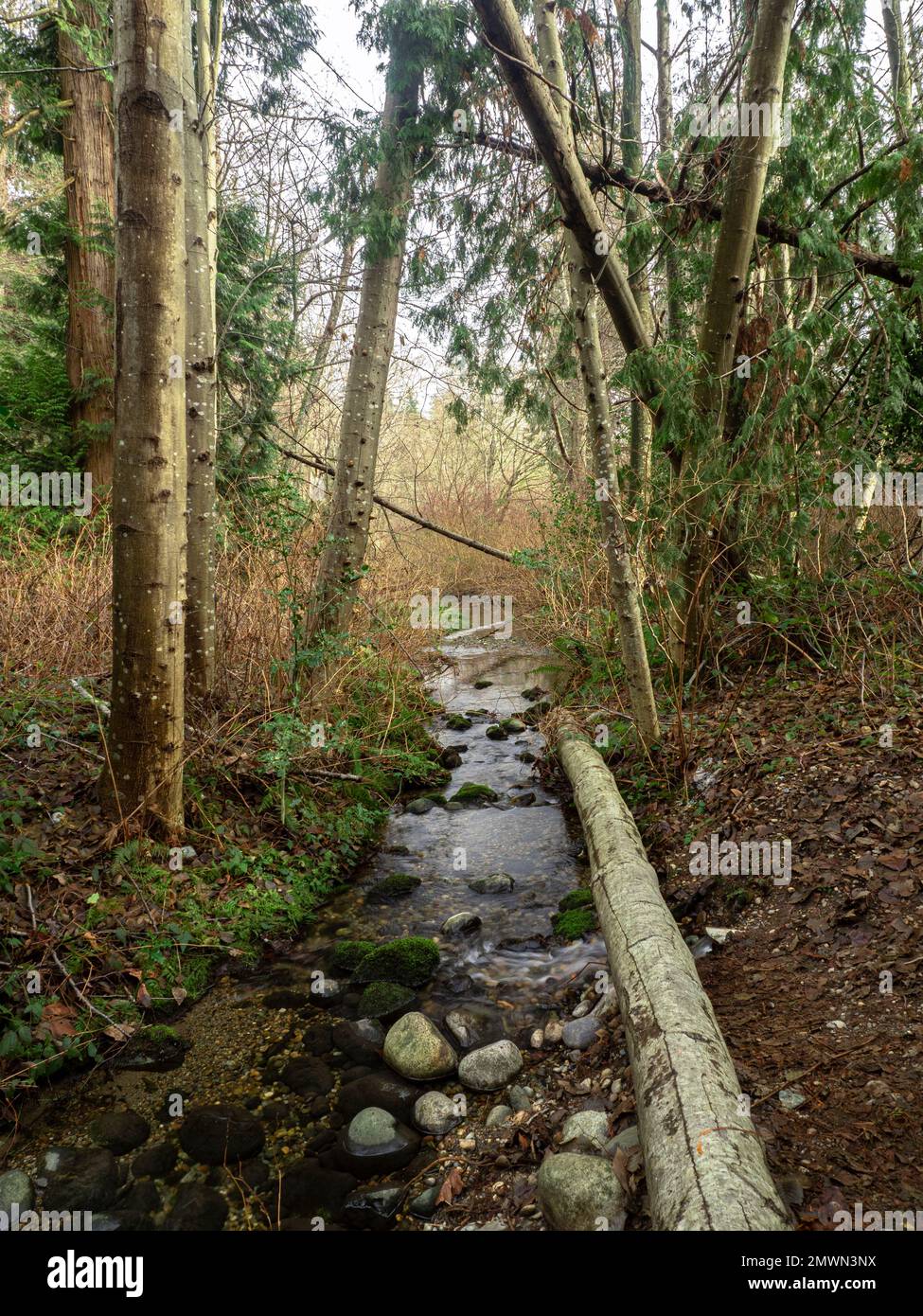 Un tranquilo y claro arroyo alimentado por un manantial en Watershed Park, Columbia Británica, Canadá, durante el invierno Foto de stock