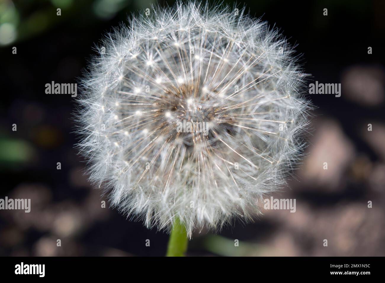 Una cabeza de semilla de flor de diente de león fotografiada de cerca; es una hierba ampliamente distribuida de la familia de las margaritas, con una roseta de hojas y amarillo brillante. Foto de stock