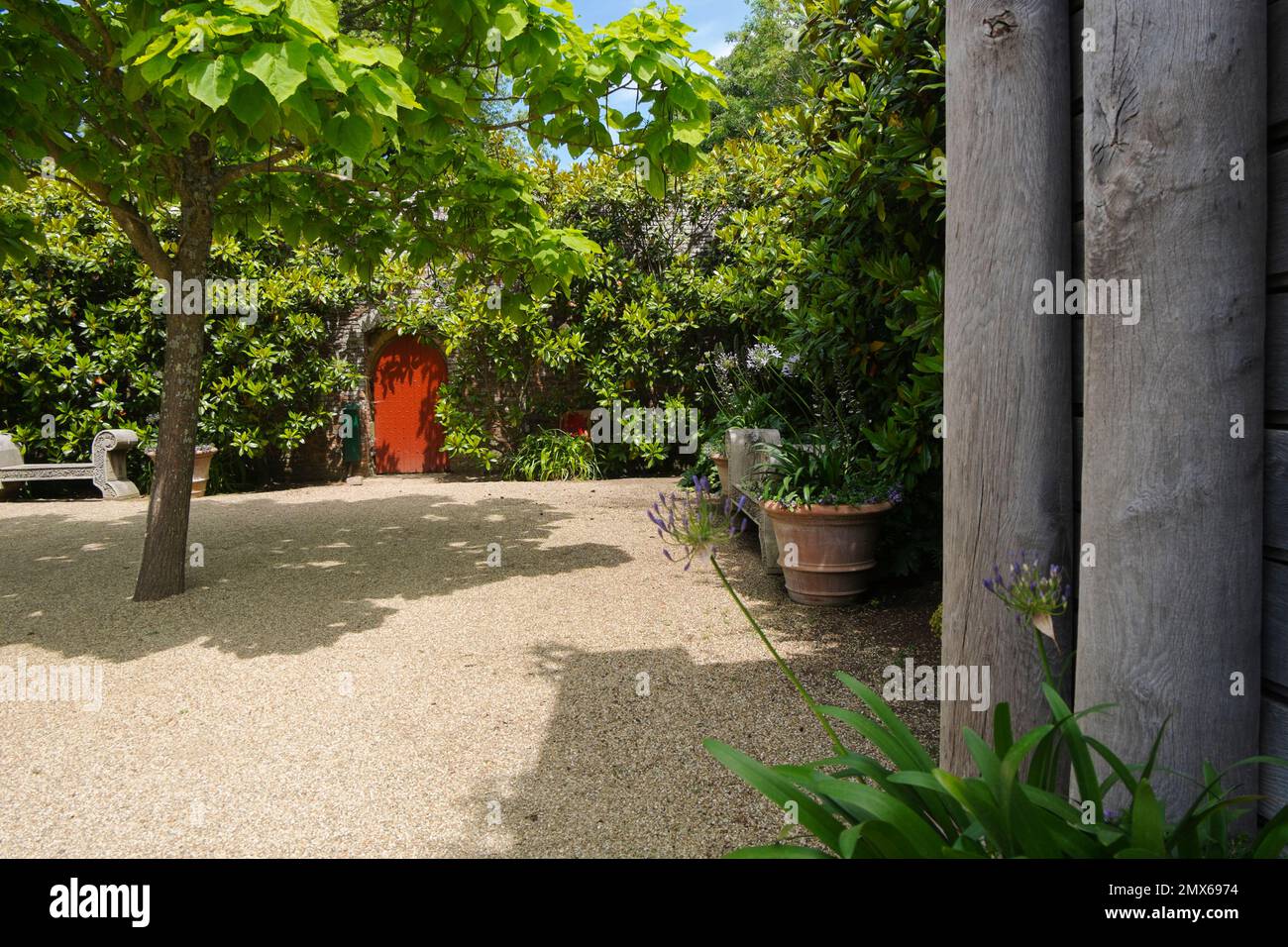 Agapanthus azul en grandes macetas de terracota junto a un banco de madera adornado de roble verde, con Magnolia grandiflora y árboles de frijol indio o Catalpa bign Foto de stock