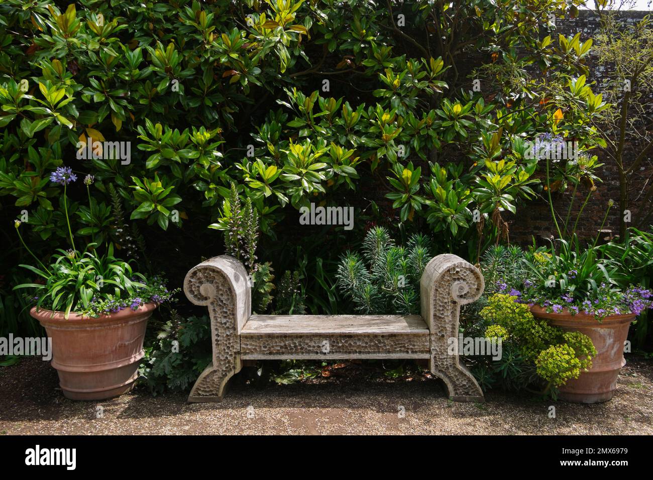 Agapanthus azul en grandes macetas de terracota junto a un banco de madera adornado de roble verde con Magnolia grandiflora en el patio de grava en el Collect Foto de stock