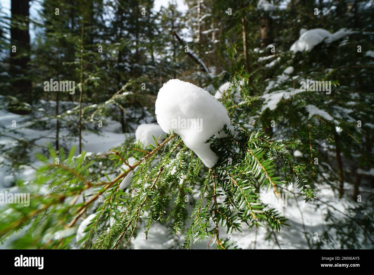 La nieve de Algonquin Foto de stock