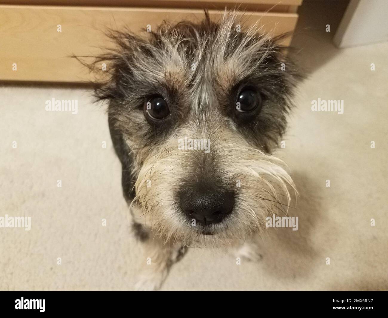 Perro peludo negro fotografías e imágenes de alta resolución - Alamy