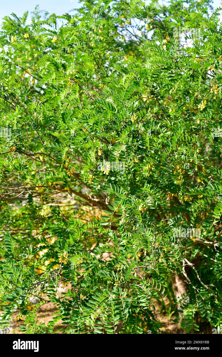 Natal laburnum (Calpurnia aurea) es un árbol de hoja perenne nativo del sur de África. Foto de stock