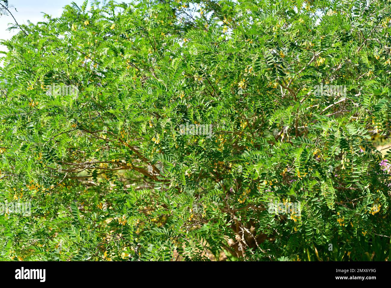 Natal laburnum (Calpurnia aurea) es un árbol de hoja perenne nativo del sur de África. Foto de stock