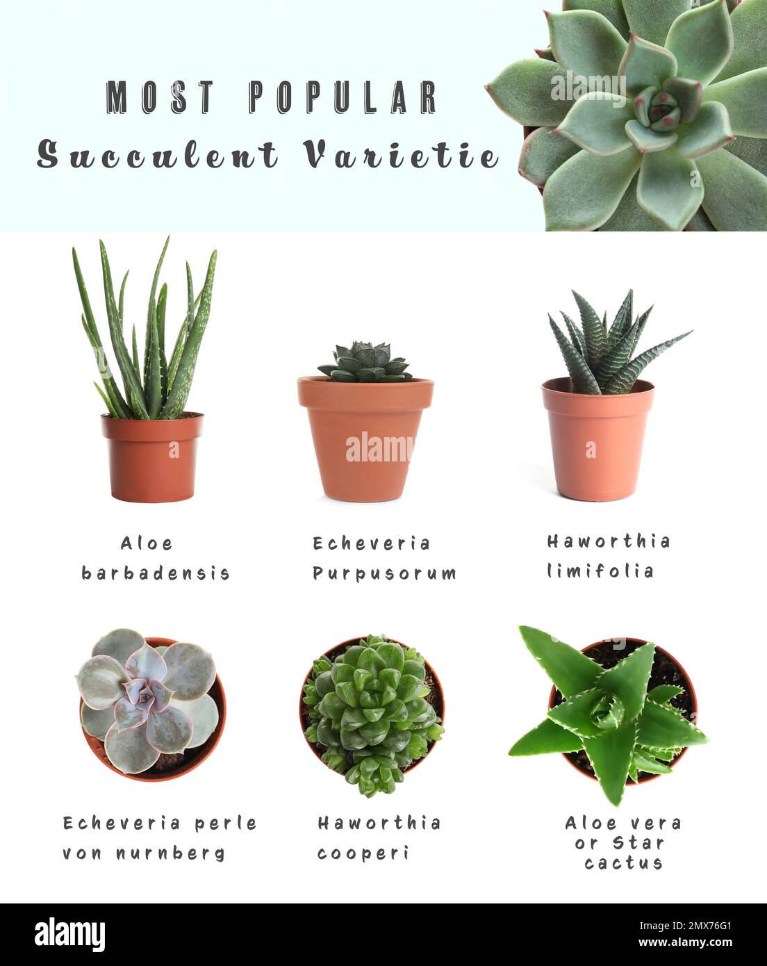 Variedades suculentas más populares. Plantas de interior y nombres sobre  fondo blanco Fotografía de stock - Alamy