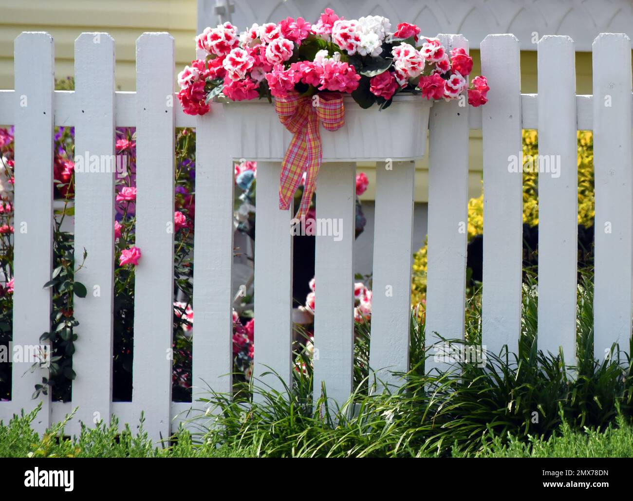 Flores de seda rosa llenan caja de madera blanca. Cuelga en la valla de madera blanca que rodea el patio. Rosas rosas rosas reales se asoman entre listones. Foto de stock