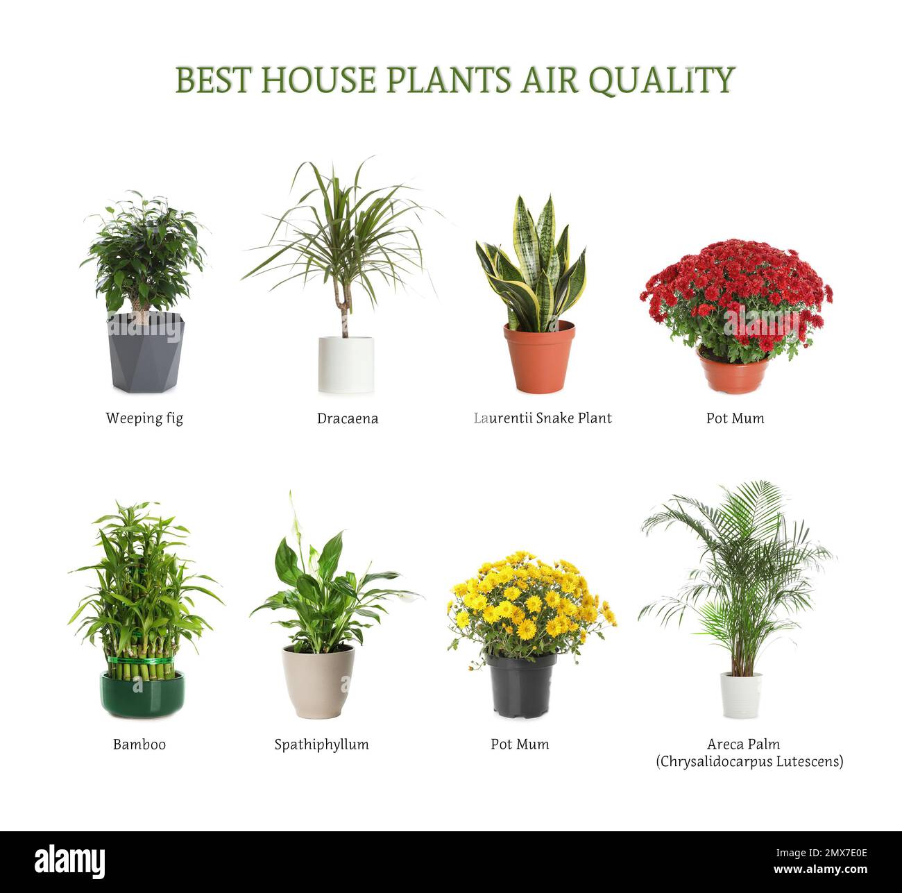 Conjunto de las mejores plantas de la casa para la mejora de la calidad del aire sobre fondo blanco Foto de stock