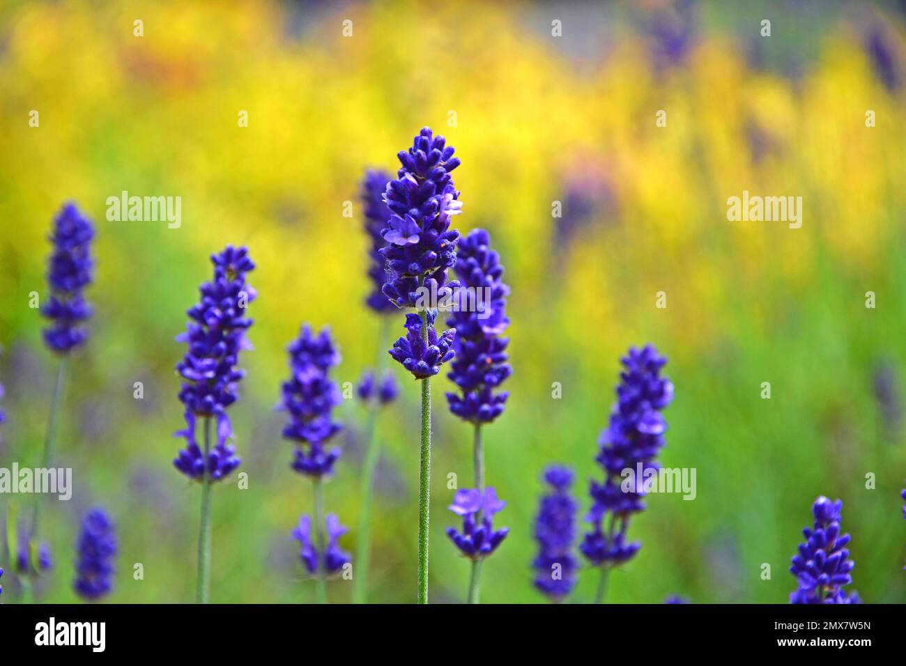 Flores de lavanda violeta, Lavandula angustifolia en flor Fotografía de  stock - Alamy