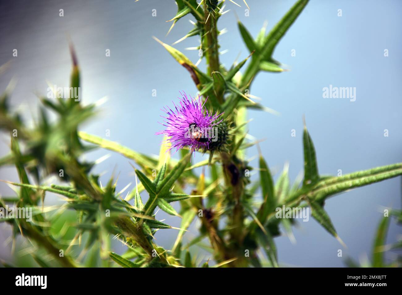 La imagen de primer plano muestra una pequeña abeja visitando una flor de cardo púrpura. Foto de stock
