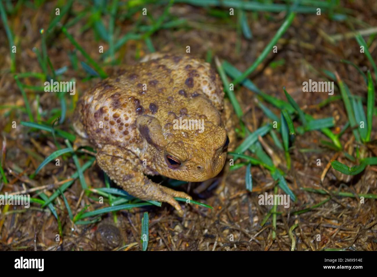 Sapo común en busca de insectos en la hierba en una cálida y cálida noche de verano en el Reino Unido. Foto de stock