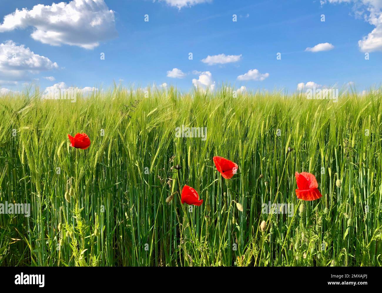 Amapolas rojas en el borde de un campo de maíz, Baviera, Alemania Foto de stock