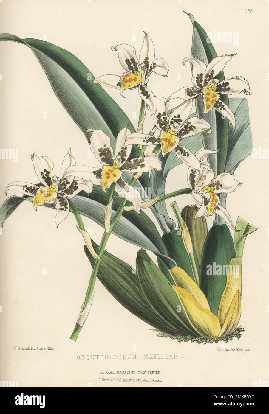 Lámina Botánica Orquídea, siglo XIX - Almacén Alquián Hóptimo