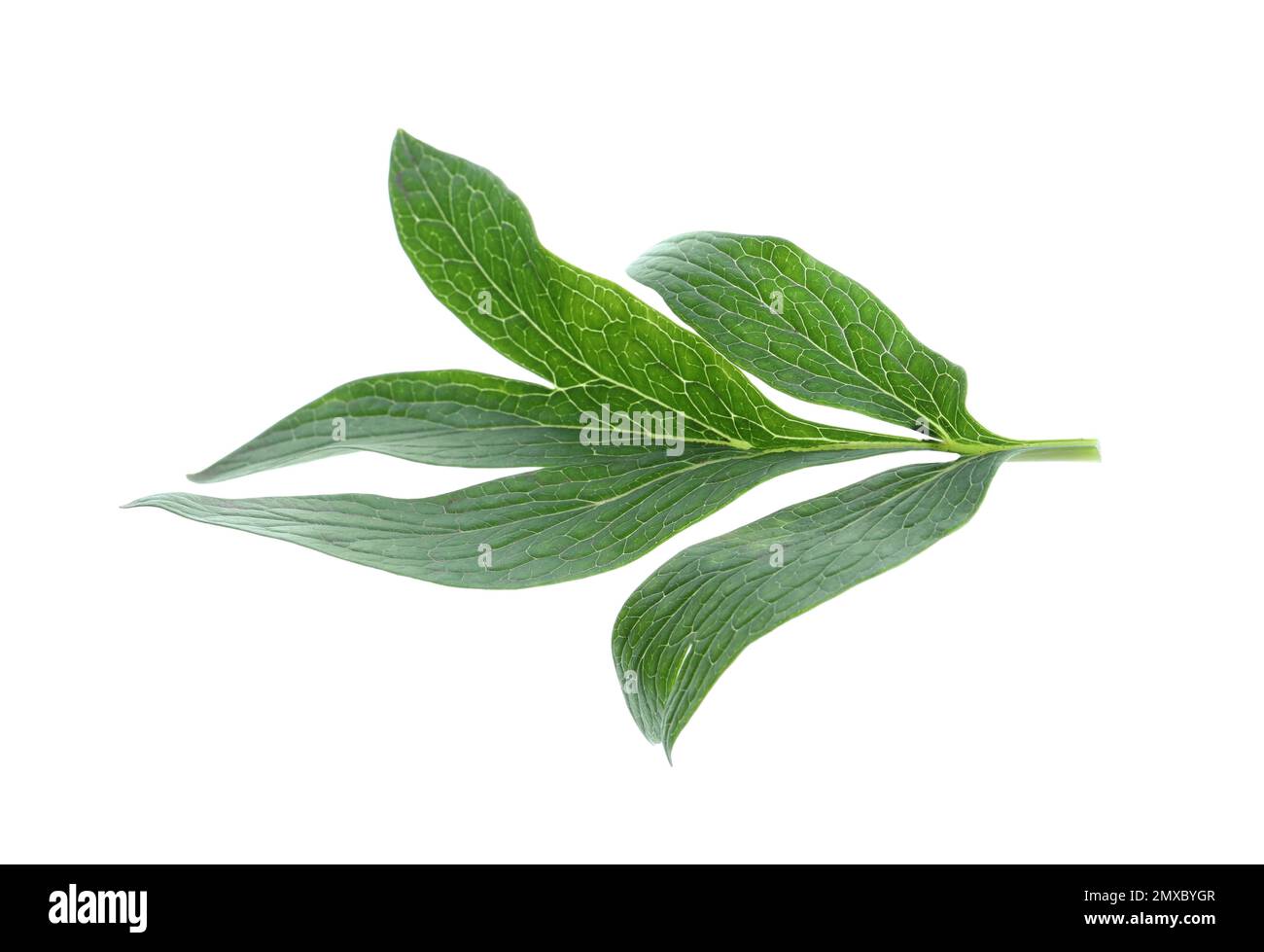 Hojas frescas de planta de peonía aisladas en blanco Fotografía de stock -  Alamy