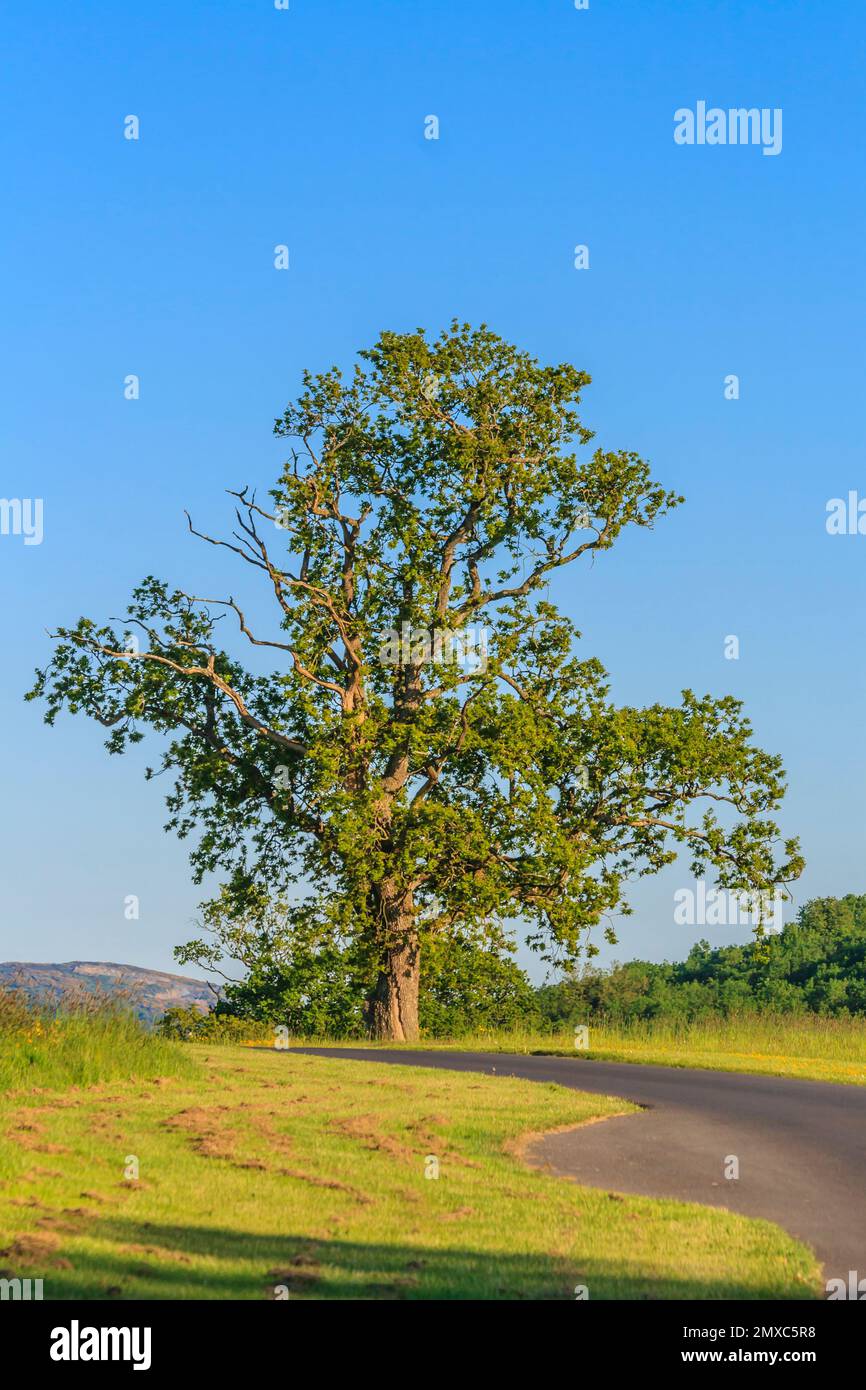 Imagen de un solo árbol durante el día en un cielo azul sin nubes en Irlanda en 2013 Foto de stock
