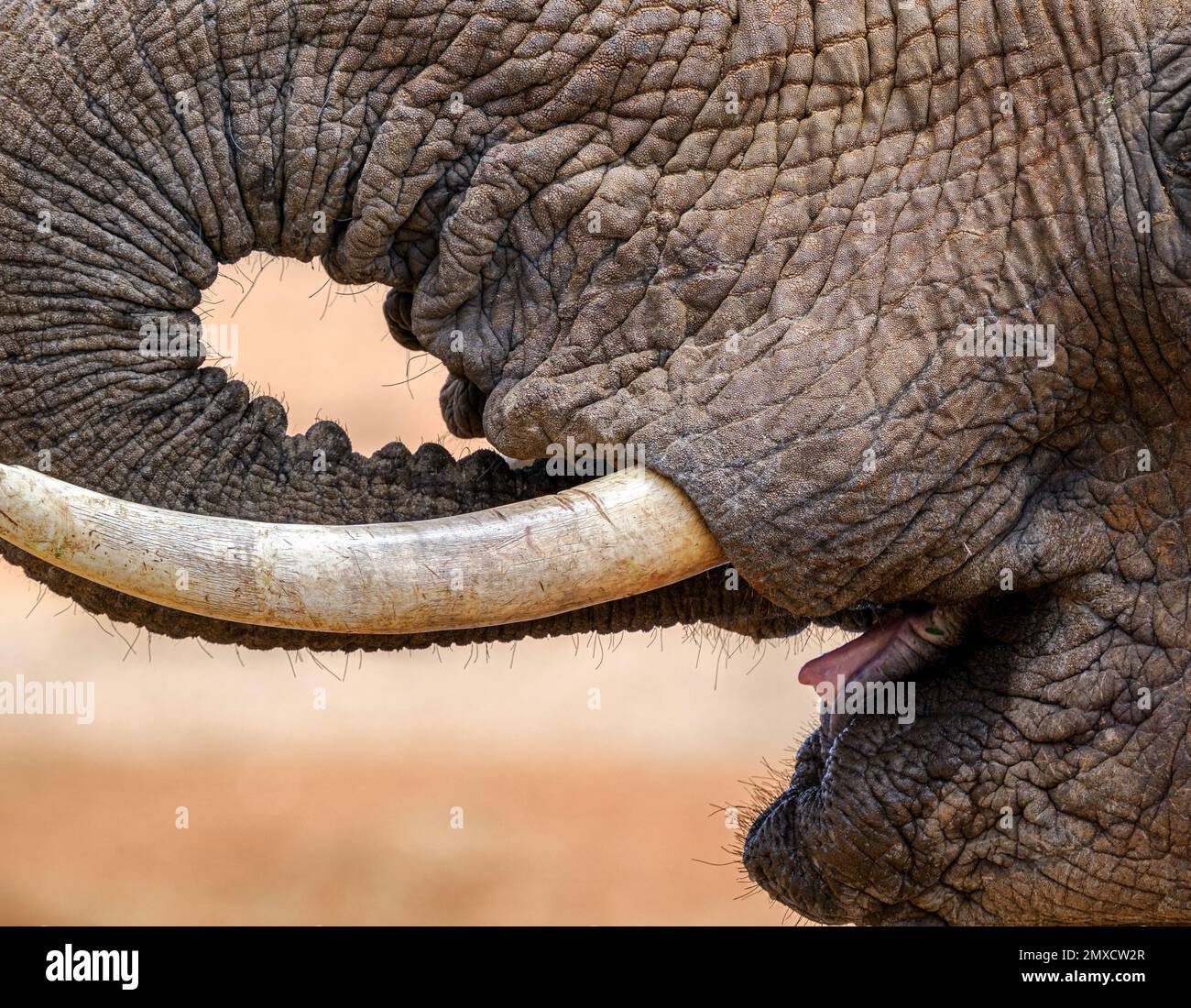 Vista de cerca de un elefante africano usando su tronco para beber de un pozo de agua en el Parque Nacional Tsavo Kenia Foto de stock