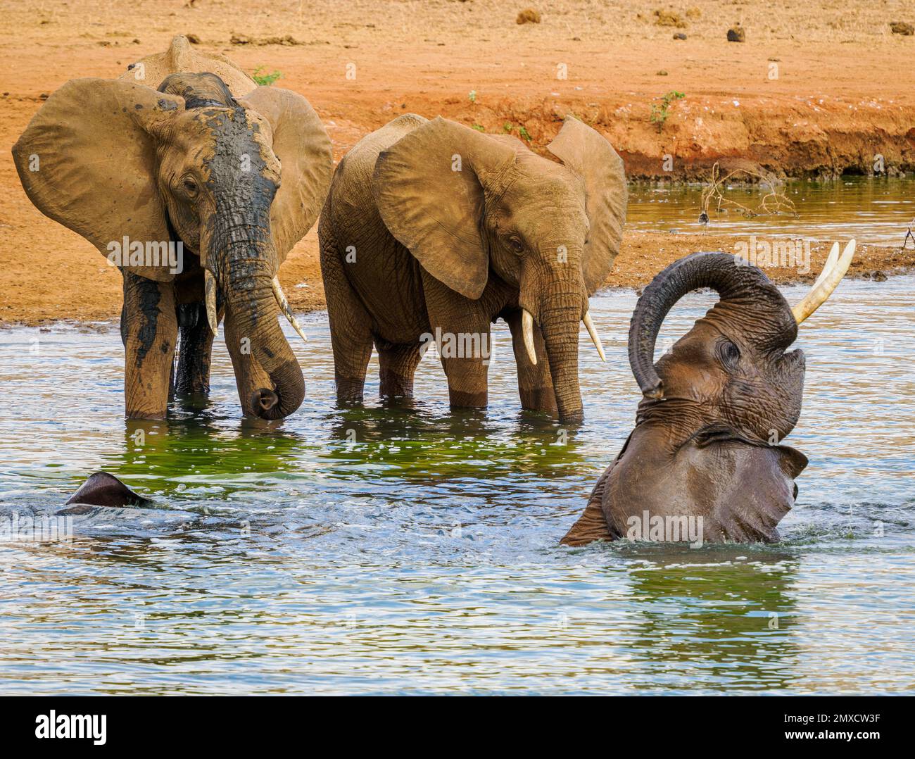 Elefantes africanos disfrutando de un baño juguetón en un pozo de agua en el Parque Nacional Tsavo de Kenia Foto de stock