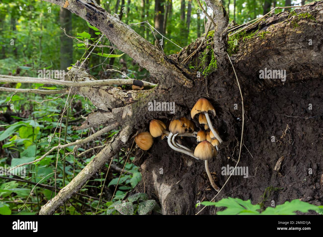 Coprinellus micaceus. Grupo de setas en bosques en la naturaleza. Foto de stock