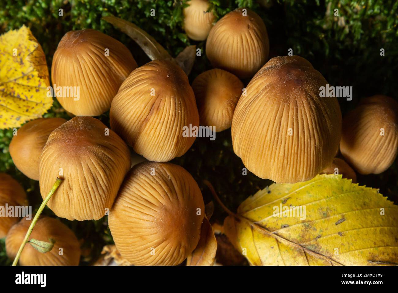 Numerosos de ocre Coprinellus micaceus o hongos Inkcap brillantes en un bosque con musgo. Foto de stock