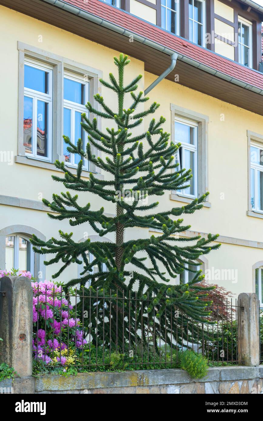 Pino chileno (Araucaria araucana, Araucaria imbricata), árbol en un jardín delantero, Francia Foto de stock