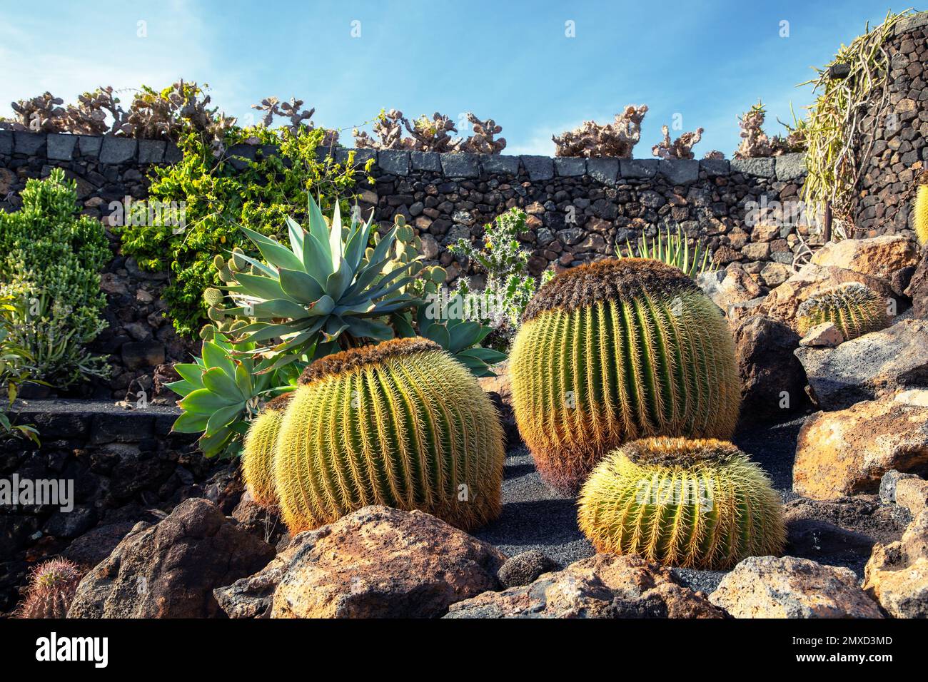 Cactus de barril (Echinocactus grusonii), jardín de cactus Jardín de Cactus Guatiza, Canarias, Lanzarote, Guatiza Foto de stock
