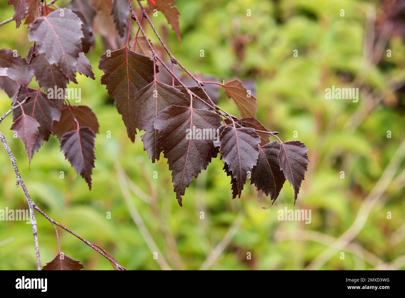 Abedul púrpura, abedul plateado, abedul blanco europeo, abedul blanco