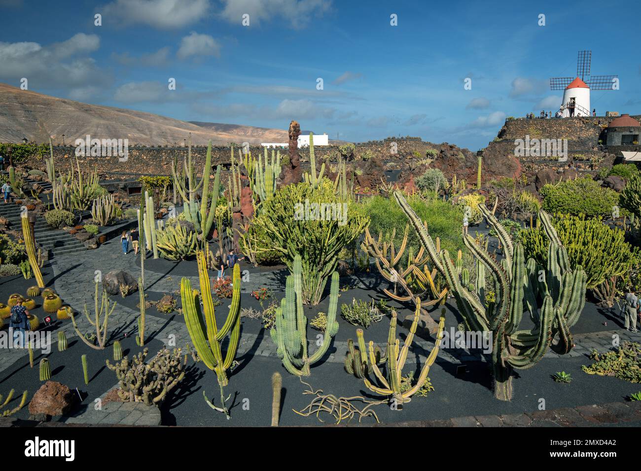 Jardín de cactus Jardín de Cactus Guatiza, Canarias, Lanzarote, Guatiza Foto de stock