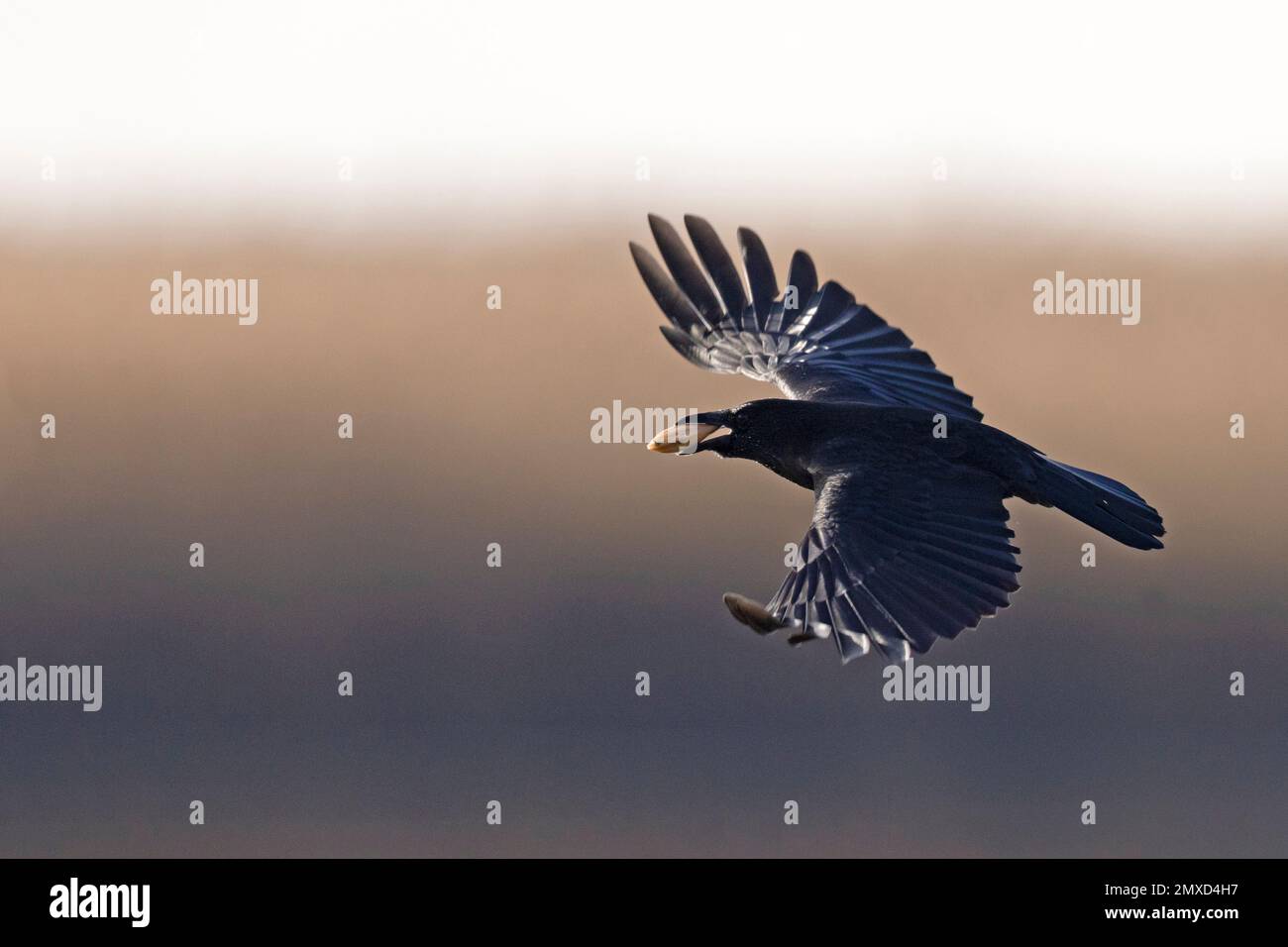 Cuervo Carrión (Corvus corone, Corvus corone), en vuelo, concha en el pico, Países Bajos, Frisia Foto de stock