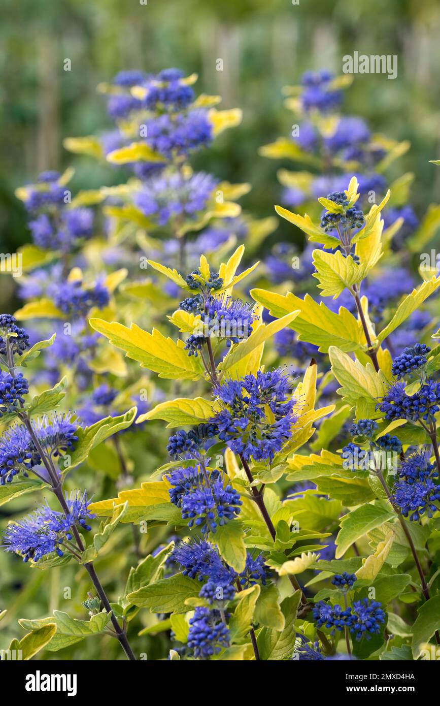 Barba azul, Spiraea azul (Caryopteris x clandonensis 'Sunny Blue',Caryopteris x clandonensis Sunny Blue, Caryopteris clandonensis), floración, Foto de stock