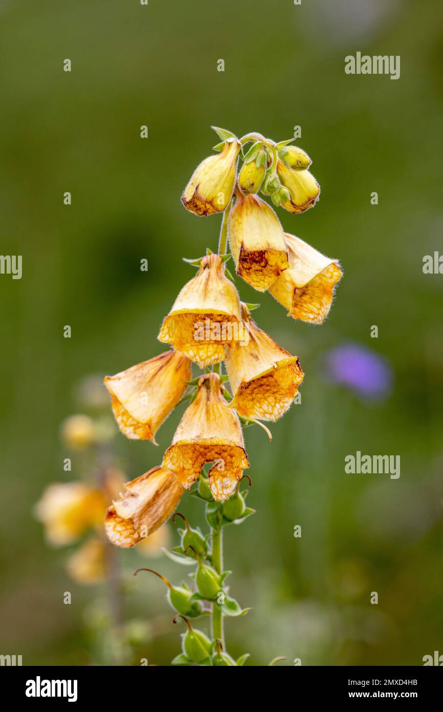 Guante de foxguante amarillo grande, guante de foxguante perenne amarillo (Digitalis grandiflora), inflorescencia, Suiza, Schynige Platte Foto de stock