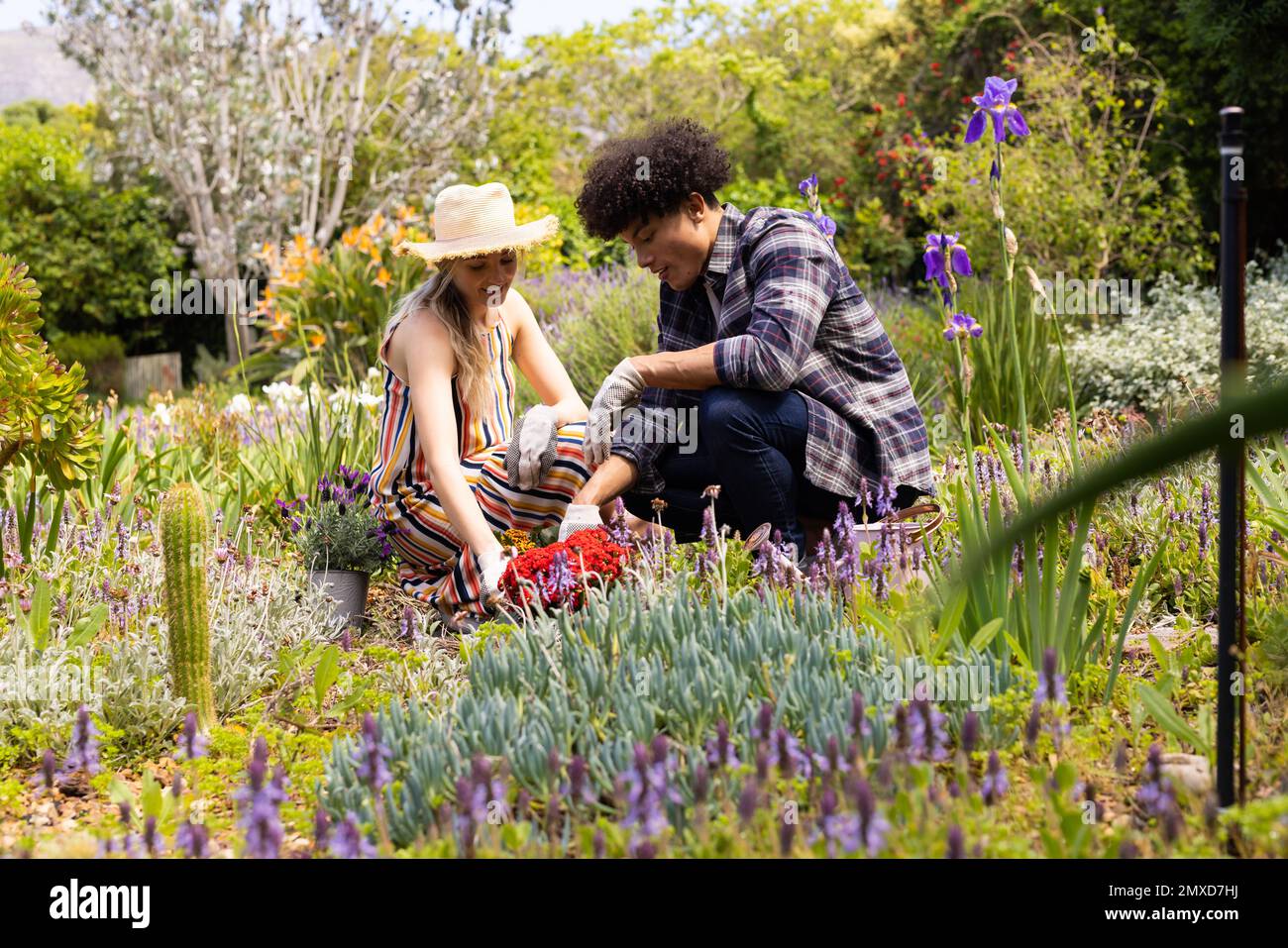 Feliz diversa pareja de jardinería, plantando flores en jardín soleado Foto de stock