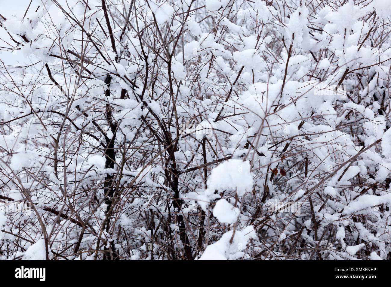 Nieve en las ramas Fotografía de stock - Alamy