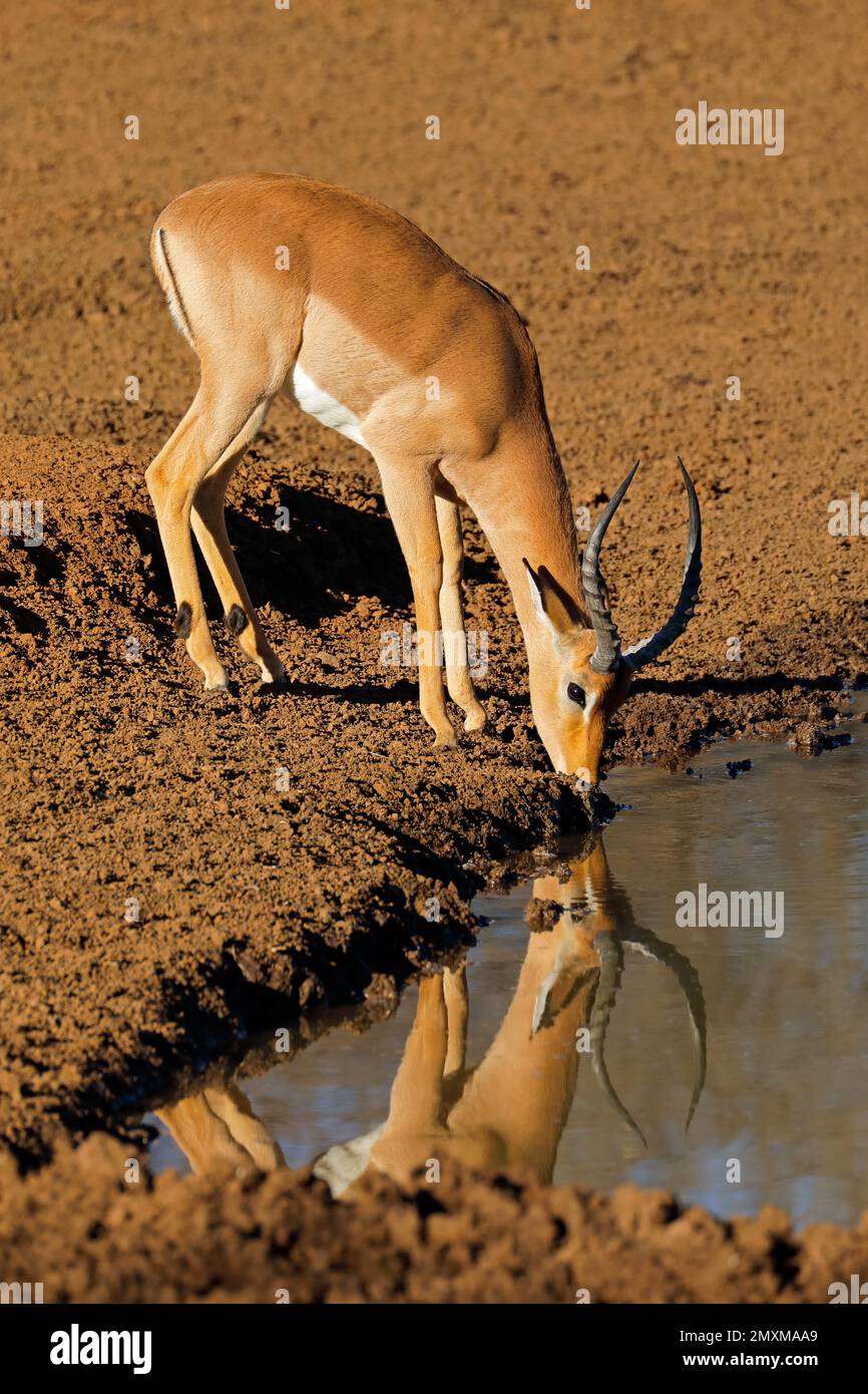 Antílope macho del impala (Aepyceros melampus) bebiendo en un pozo de agua, Parque Nacional Mokala, Sudáfrica Foto de stock