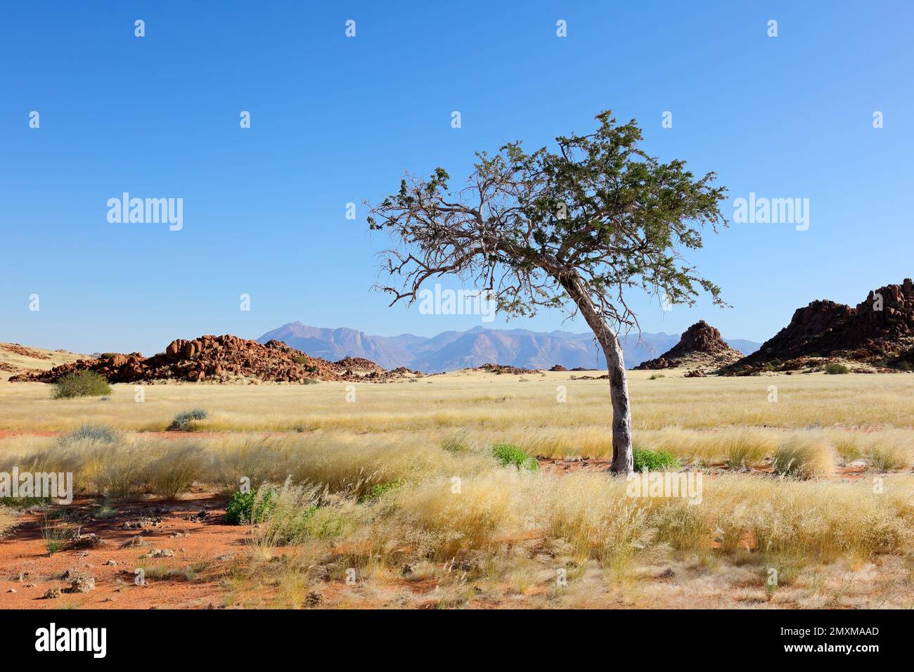 Un árbol de pastores africanos (Boscia alLjublunca) en pastizales áridos, montaña Brandberg, Namibia Foto de stock