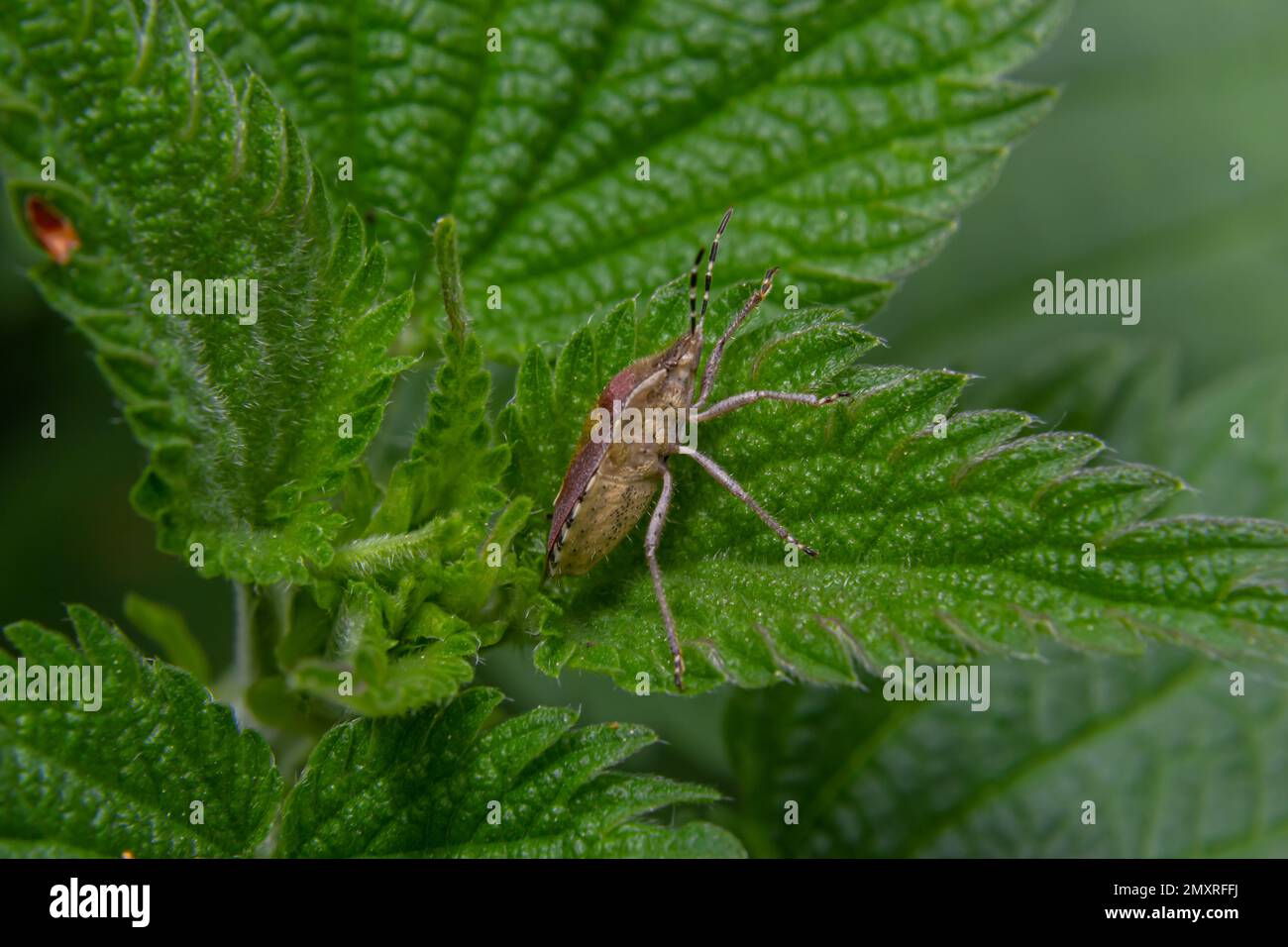 Cerca del insecto de la perezosa o el insecto peludo, Dolycoris baccarum, en el jardín en una hoja verde. Foto de stock