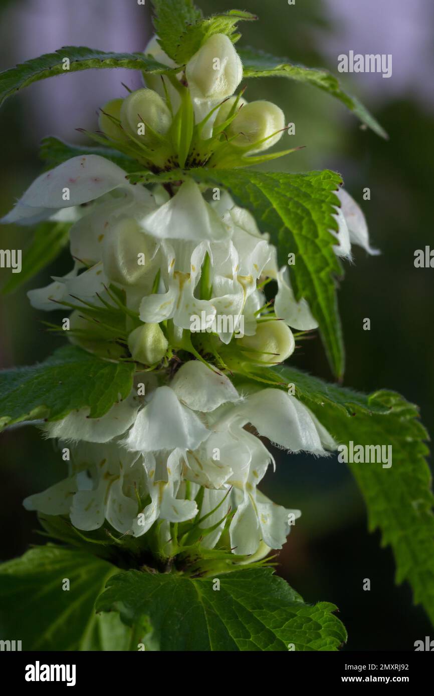 Lamiaceae family fotografías e imágenes de alta resolución - Alamy