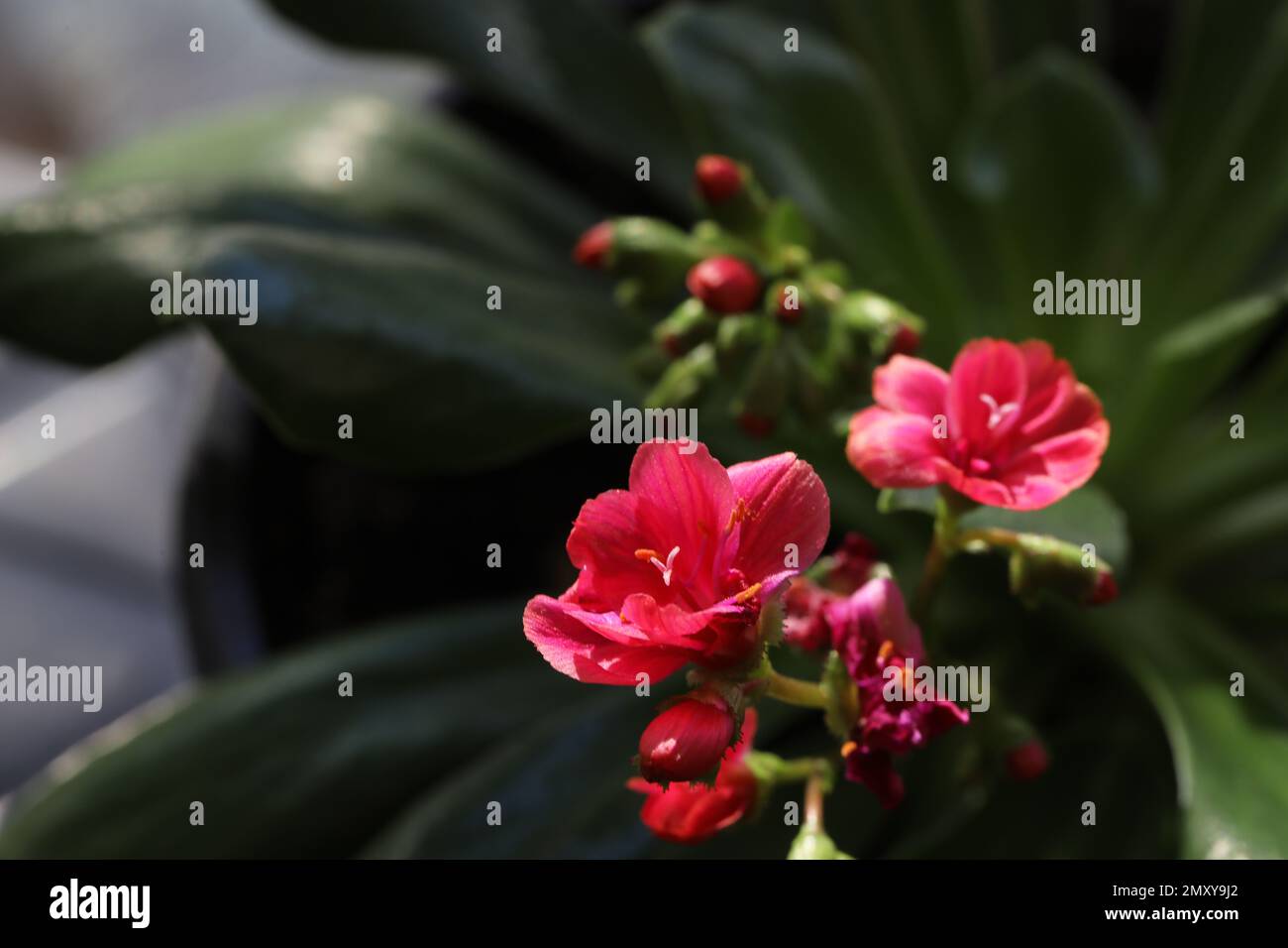 Flores aterciopeladas fotografías e imágenes de alta resolución - Alamy