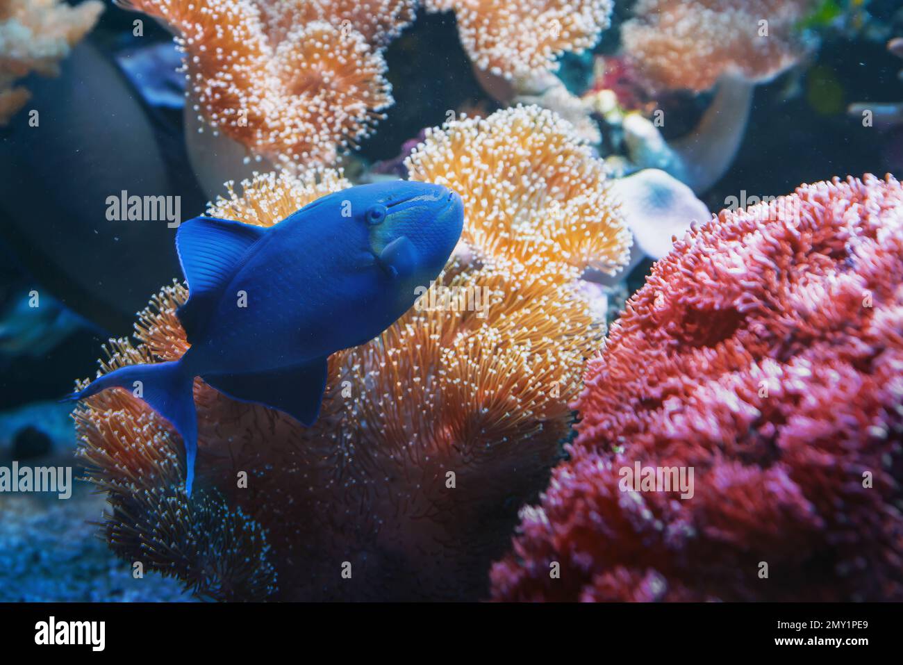 Pez gatillo de dientes rojos Coral Reef Fish (Odonus niger) Foto de stock