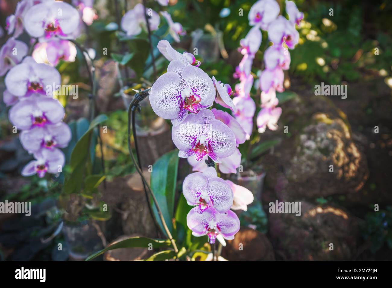 Flores de orquídea Phalaenopsis blancas y rosadas Foto de stock