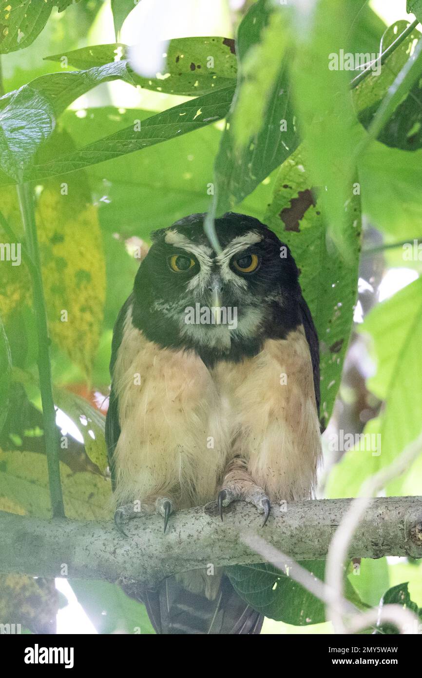 Animales de Costa Rica Fotografía de stock - Alamy