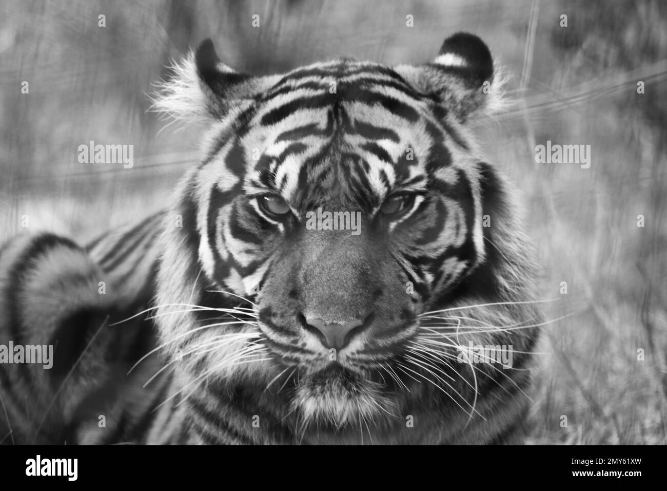 Tigre de Sumatra en cautiverio en el Reino Unido Foto de stock